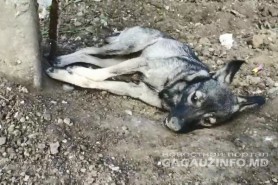 Comrat: Câinii vagabonzi sunt otrăviți și lăsați să moară pe stradă